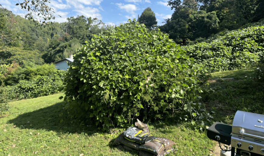 SHRUB MAINTENANCE